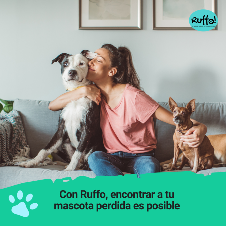mascotas perdidas