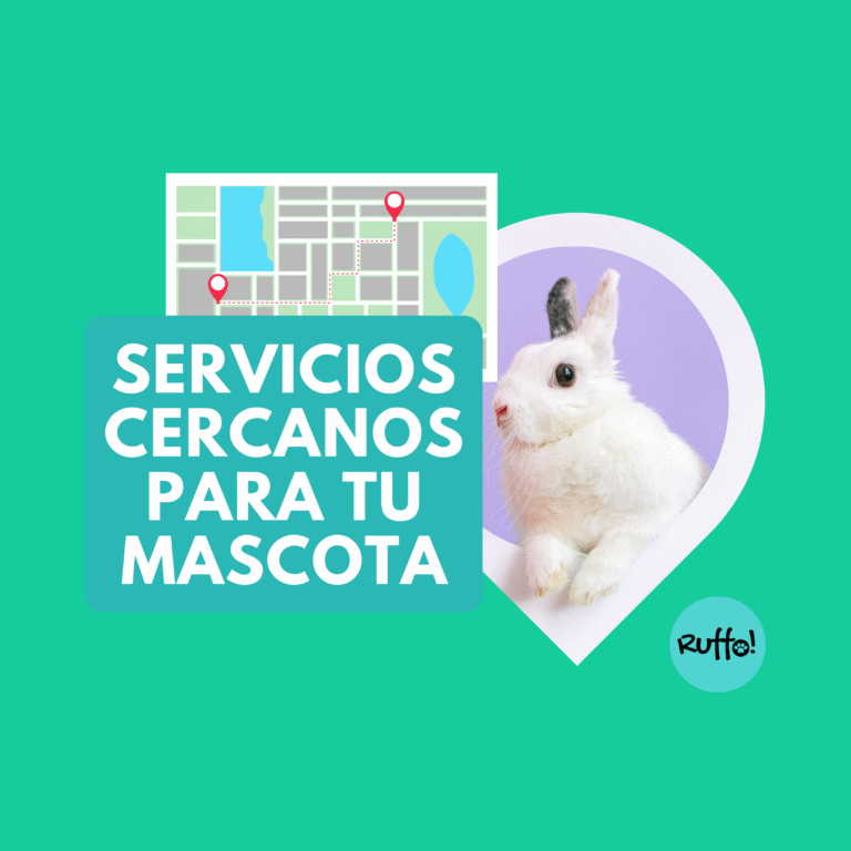 Ruffo se integra con Google Maps para dar recomendaciones de lugares cercanos al usuario